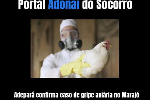 Adepará confirma caso de gripe aviária no Marajó